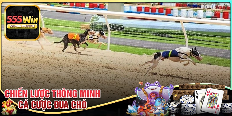 Chiến lược cá cược đua chó hay cho tân binh Chiến lược cá cược đua chó hay cho tân binh