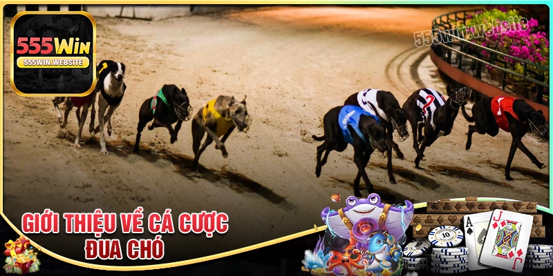 Giới thiệu về cá cược đua chó dễ hiểu Giới thiệu về cá cược đua chó dễ hiểu